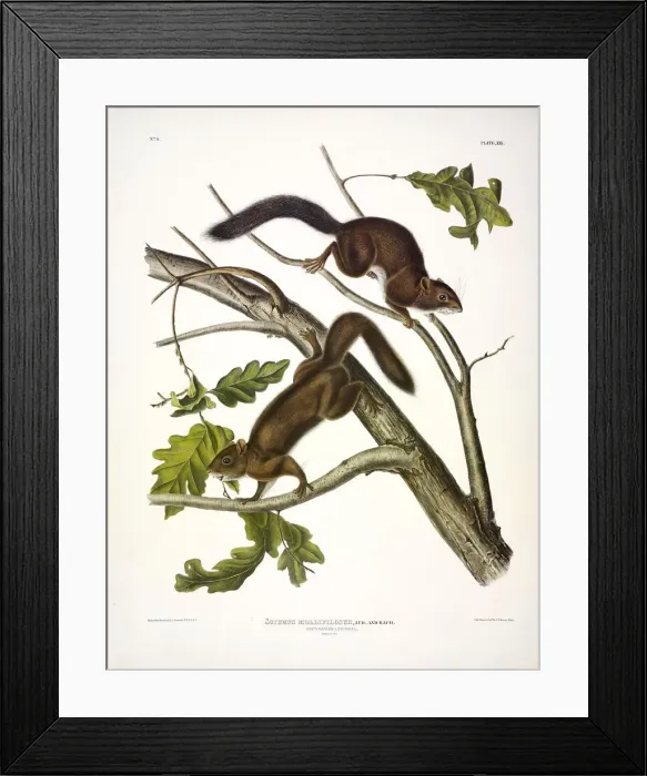 Framed Print : Soft-haired Squirrel, Sciurus Mollipilosus, 1845 Framed Print : Soft-haired Squirrel, Sciurus Mollipilosus, 1845