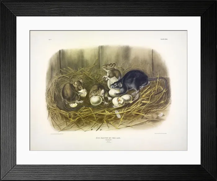 Framed Print : Black Rat, Mus Rattus et Var, 1845 Framed Print : Black Rat, Mus Rattus et Var, 1845