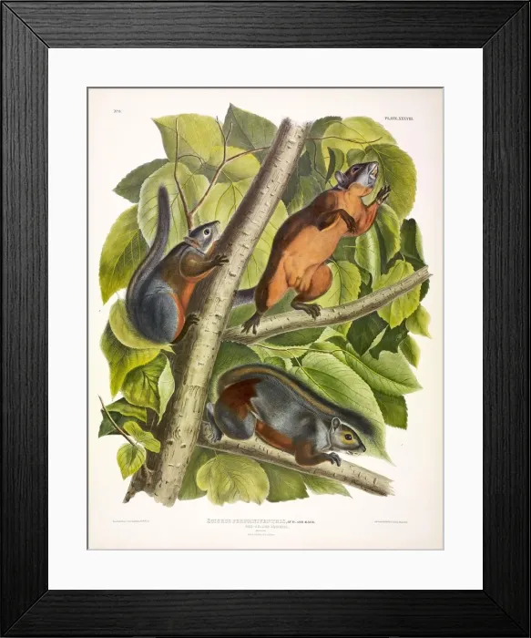 Framed Print : Red-Bellied Squirrel, Sciurus Feruginiventris, 1845 Framed Print : Red-Bellied Squirrel, Sciurus Feruginiventris, 1845