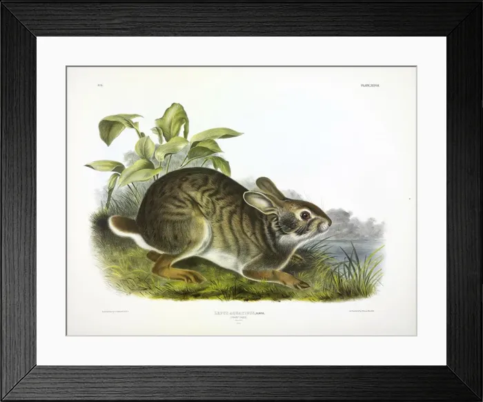 Framed Print : Swamp Hare, Lepus Aquaticus, 1845 Framed Print : Swamp Hare, Lepus Aquaticus, 1845