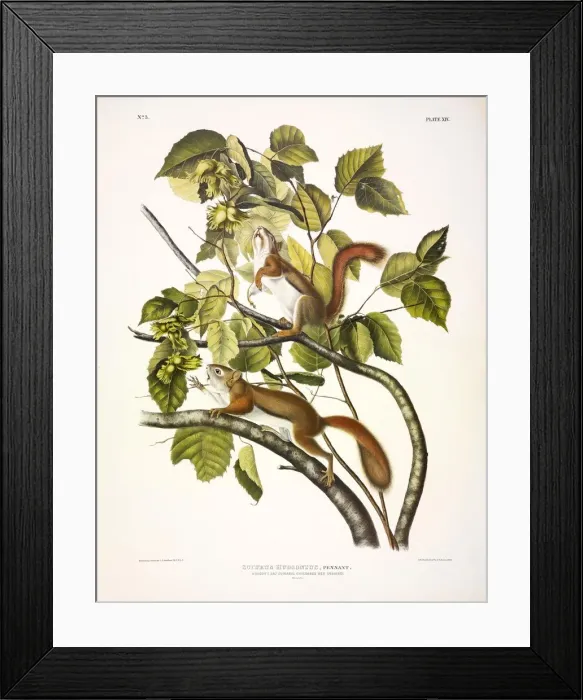 Framed Print : Red Squirrel, Sciurus Hudsonius, 1845 Framed Print : Red Squirrel, Sciurus Hudsonius, 1845