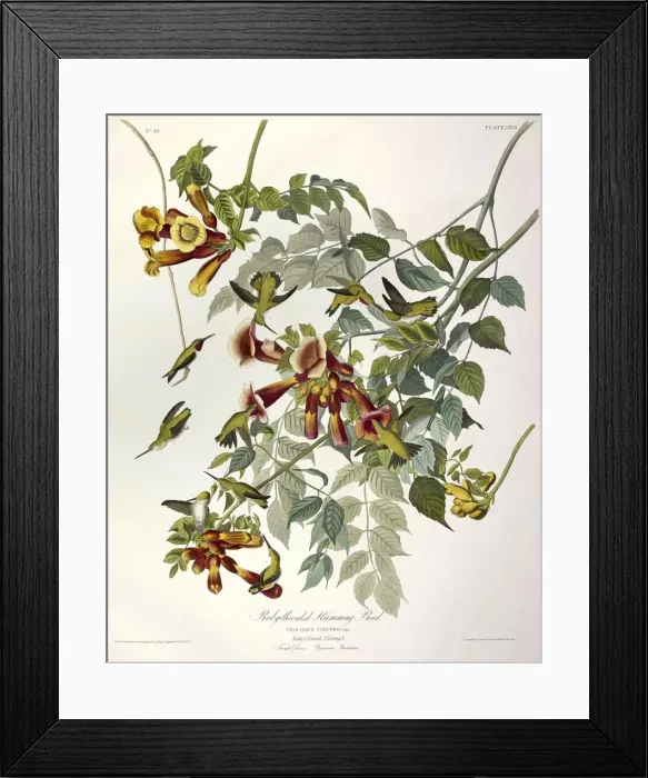 Framed Print : Ruby Throated Humming Bird, Trochilus Colubris, 1845 Framed Print : Ruby Throated Humming Bird, Trochilus Colubris, 1845