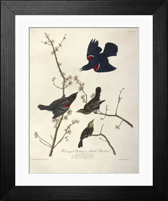 Framed Print : Redwinged Starling or Marsh Blackbird, Icterus Phoeniceus, 1845 Framed Print : Redwinged Starling or Marsh Blackbird, Icterus Phoeniceus, 1845