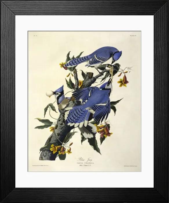 Framed Print : Blue Jay, Corvus Christatus, 1845 Framed Print : Blue Jay, Corvus Christatus, 1845
