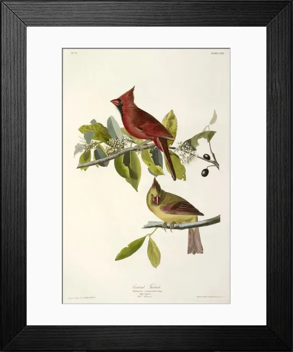 Framed Print : Cardinal Grosbeak, Fringilla Cardinalis, 1845 Framed Print : Cardinal Grosbeak, Fringilla Cardinalis, 1845