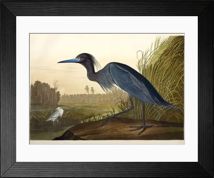 Framed Print : Blue Crane or Heron, Ardea Coerulea, 1845 Framed Print : Blue Crane or Heron, Ardea Coerulea, 1845