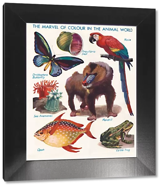 The Marvel of Colour in the Animal World, 1935