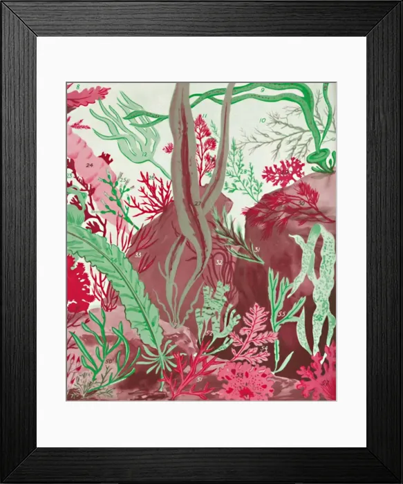 Framed Print : A Collection of Over Fifty Species of Red, Green and Brown Seaweeds, 1935 Framed Print : A Collection of Over Fifty Species of Red, Green and Brown Seaweeds, 1935