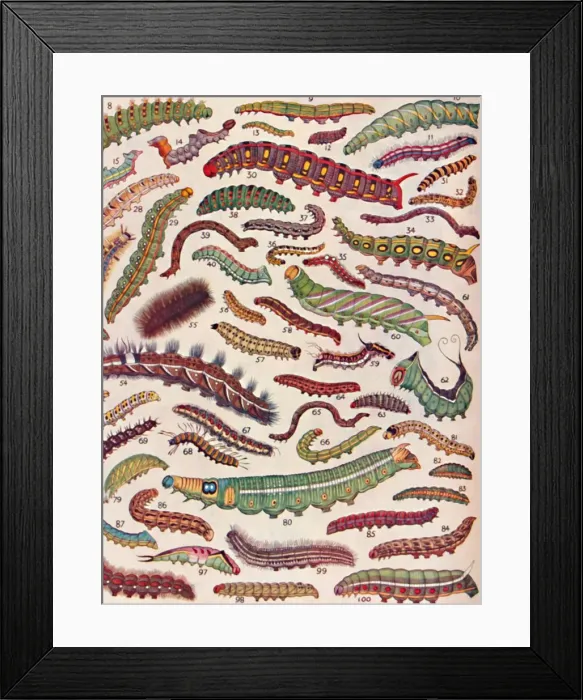 Framed Print : A Hundred Different Knds of Caterpillars of Butterflies and Moths, 1935 Framed Print : A Hundred Different Knds of Caterpillars of Butterflies and Moths, 1935