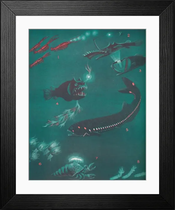 Framed Print : Life Half a Mile Below The Seas Surface, 1935 Framed Print : Life Half a Mile Below The Seas Surface, 1935