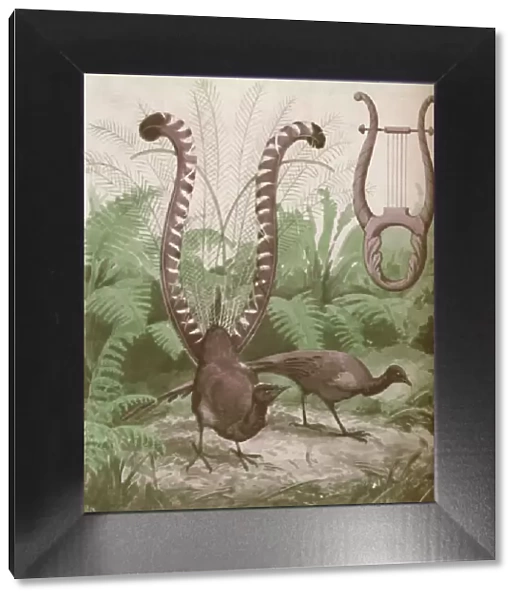 The Wonderful Tail of the Lyre Bird, 1935