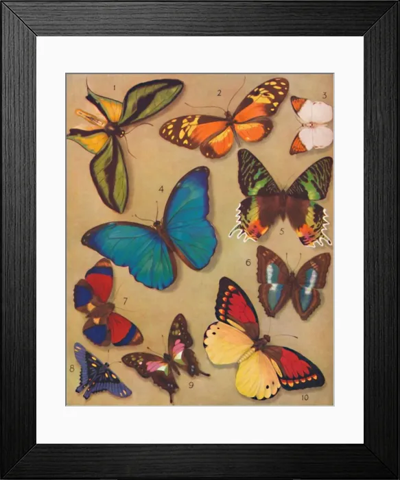 Framed Print : The Marvellous Colour of the Butterflies, 1935 Framed Print : The Marvellous Colour of the Butterflies, 1935