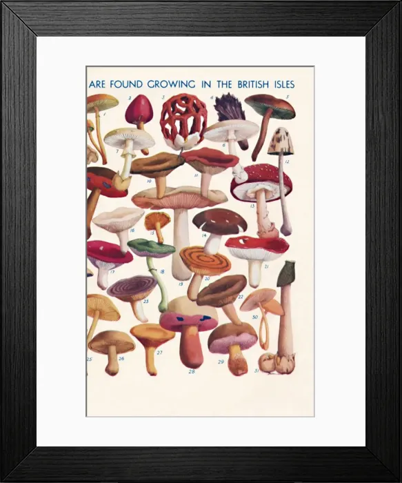 Framed Print : The Principal Edible and Poisonous Fungi In The British Isles, 1935 Framed Print : The Principal Edible and Poisonous Fungi In The British Isles, 1935