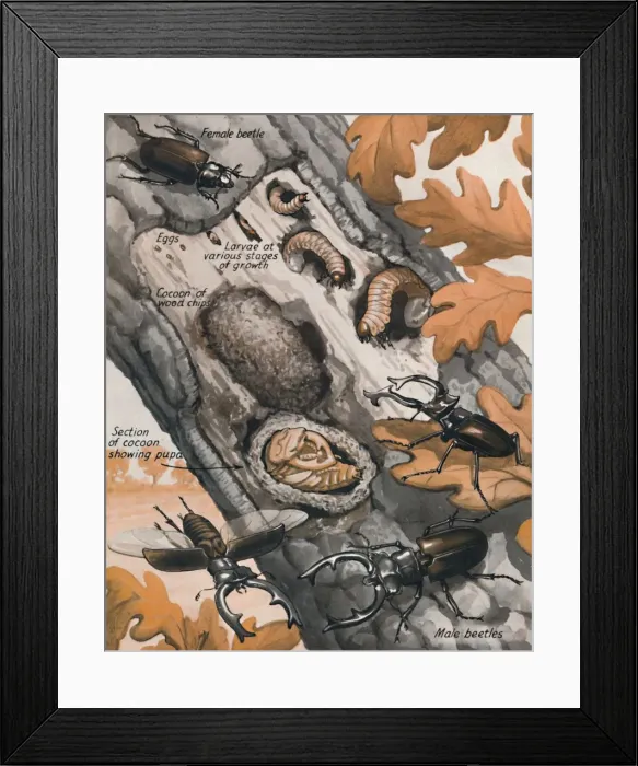 Framed Print : The Story of the Largest British Beetle, 1935 Framed Print : The Story of the Largest British Beetle, 1935