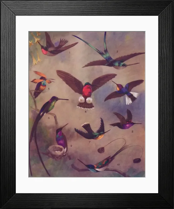 Framed Print : The Marvellous Colour of Humming-Birds, 1935 Framed Print : The Marvellous Colour of Humming-Birds, 1935