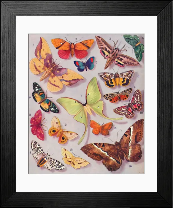 Framed Print : The Magnificent Colouring of Some Moths, 1935