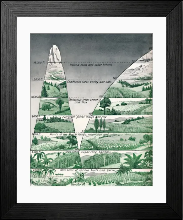Framed Print : The Different Zones of Vegetation, 1935 Framed Print : The Different Zones of Vegetation, 1935