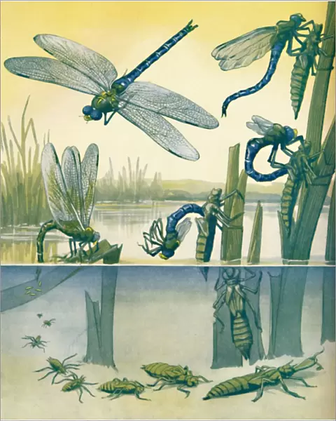 The Beautiful Dragonflys Life Story, 1935