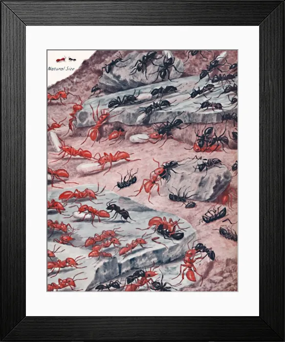 Framed Print : A Fierce Slave Raid In The Ant World, 1935 Framed Print : A Fierce Slave Raid In The Ant World, 1935