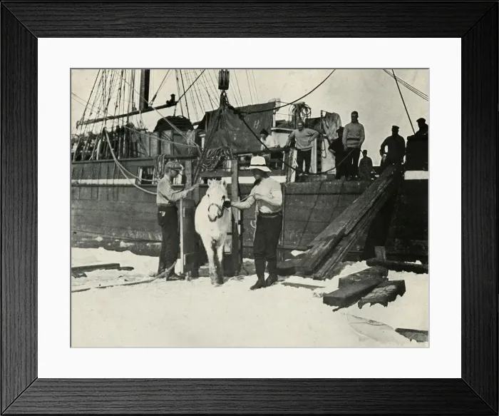 Framed Print : Disembarking the Ponies, c1910-1913, (1913). Artist: Herbert Ponting
