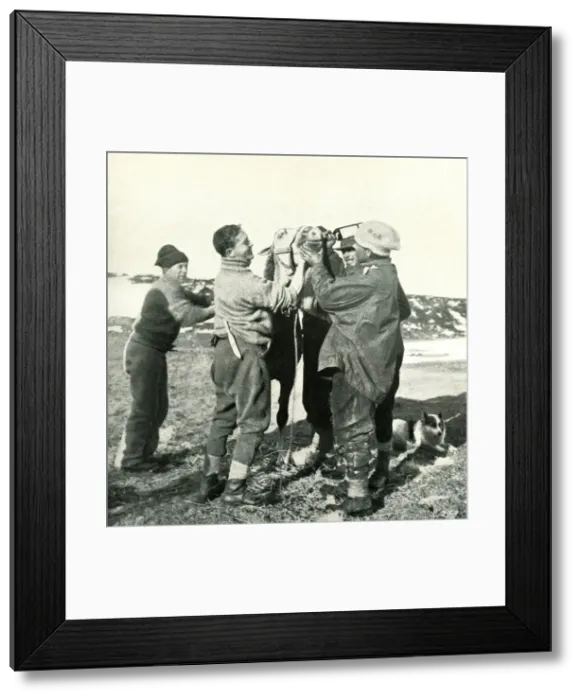 Framed Print : Pony Takes Whisky, 8 February, 1911, (1913). Artist: Herbert Ponting Framed Print : Pony Takes Whisky, 8 February, 1911, (1913). Artist: Herbert Ponting