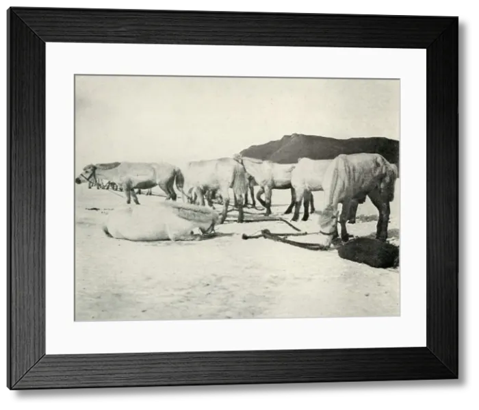 Framed Print : Ponies Tethered Out on the Sea-Ice, c1910-1913, (1913). Artist: Herbert Ponting Framed Print : Ponies Tethered Out on the Sea-Ice, c1910-1913, (1913). Artist: Herbert Ponting
