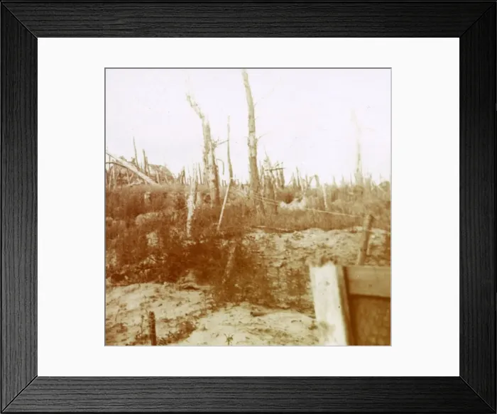 Framed Print : Blasted wood, Nieuwpoort, Flanders, Belgium, c1914-c1918 Framed Print : Blasted wood, Nieuwpoort, Flanders, Belgium, c1914-c1918