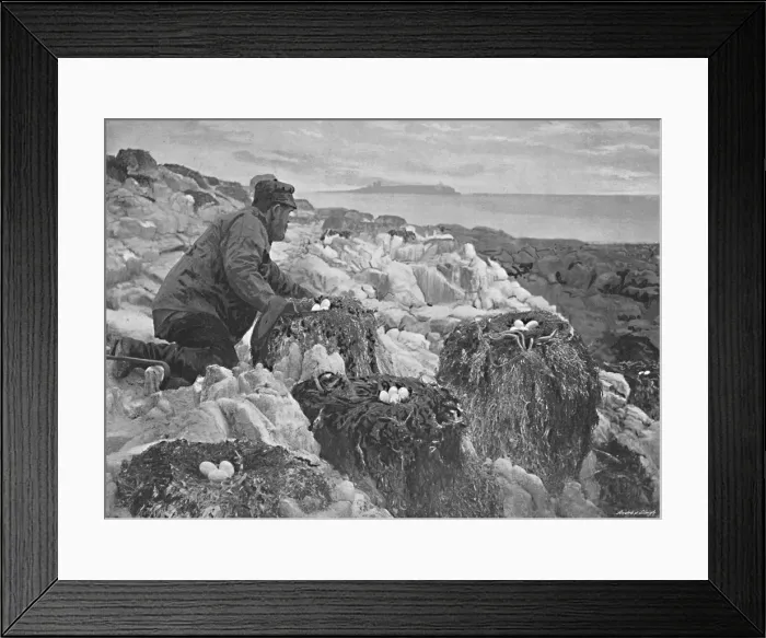 Framed Print : Cormorants Nests, Farne Islands, c1896. Artist: M Aunty Framed Print : Cormorants Nests, Farne Islands, c1896. Artist: M Aunty