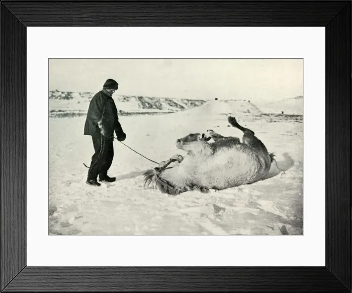 Framed Print : Cherry-Garrard Giving His Pony Michael A Roll in the Snow, c1911, (1913) Framed Print : Cherry-Garrard Giving His Pony Michael A Roll in the Snow, c1911, (1913)