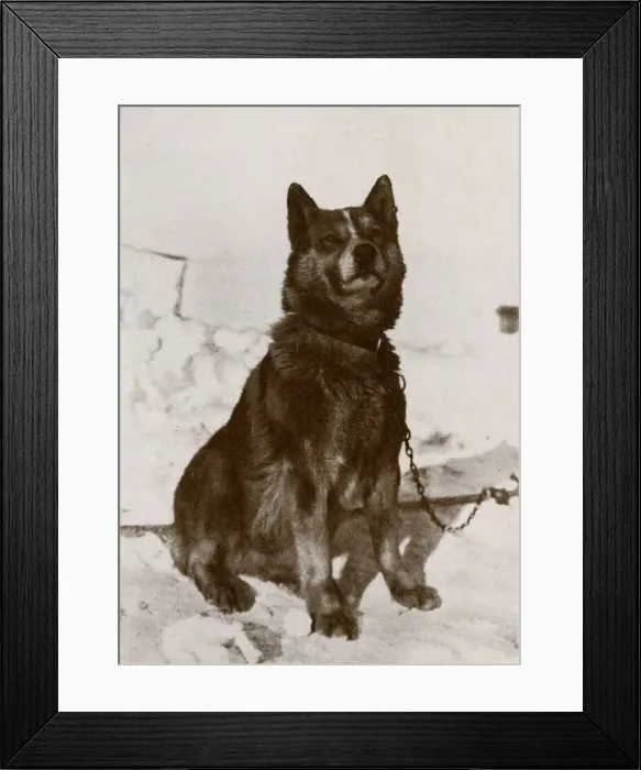 Framed Print : Krisravitsa, c1910-1913, (1913). Artist: Herbert Ponting Framed Print : Krisravitsa, c1910-1913, (1913). Artist: Herbert Ponting