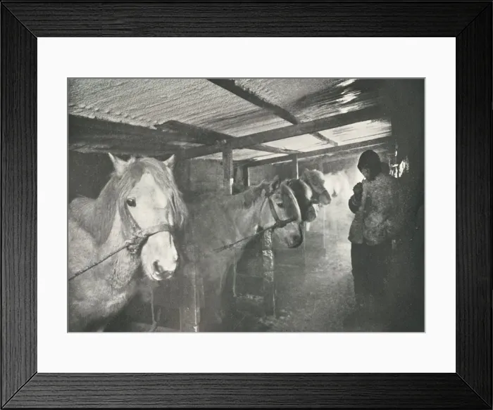 Framed Print : The Stables in Winter, c1910-1911, (1913). Artist: Herbert Ponting Framed Print : The Stables in Winter, c1910-1911, (1913). Artist: Herbert Ponting