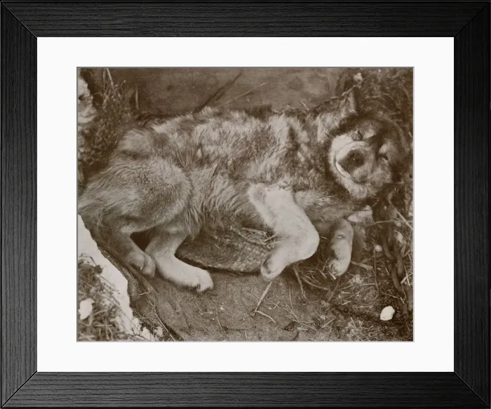 Framed Print : Stareek Malingering, c1910-1913, (1913). Artist: Herbert Ponting Framed Print : Stareek Malingering, c1910-1913, (1913). Artist: Herbert Ponting
