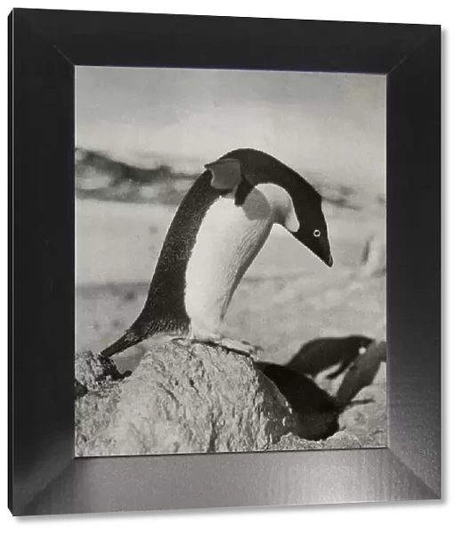 An Adelie Penguin About To Dive, c1910–1913, (1913). Artist: Herbert Ponting