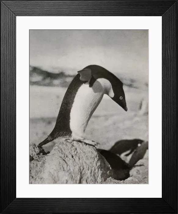 Framed Print : An Adelie Penguin About To Dive, c1910-1913, (1913). Artist: Herbert Ponting Framed Print : An Adelie Penguin About To Dive, c1910-1913, (1913). Artist: Herbert Ponting