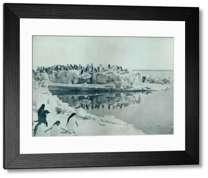Framed Print : Penguins on Ice-Foot, c1911, (1913). Artist: G Murray Levick Framed Print : Penguins on Ice-Foot, c1911, (1913). Artist: G Murray Levick