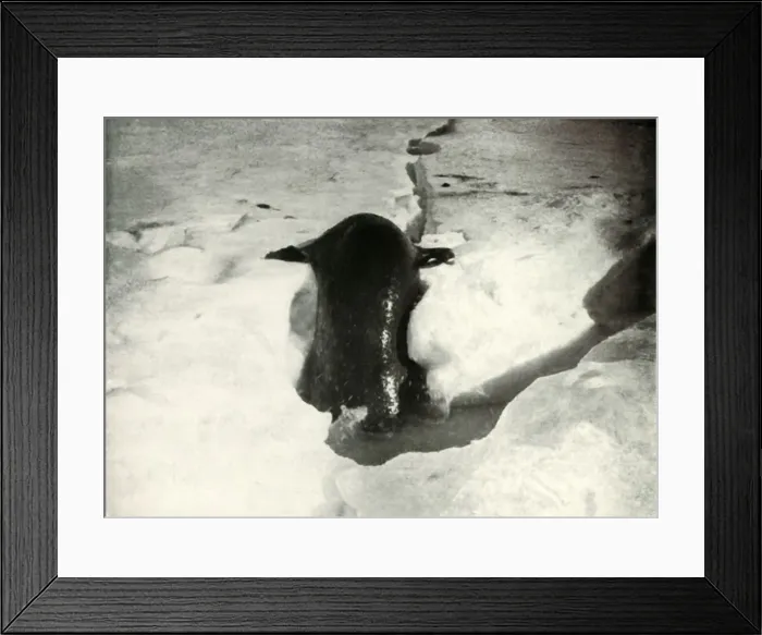 Framed Print : A Weddell Seal Getting On To The Ice, November 1911, (1913). Artist: Herbert Ponting Framed Print : A Weddell Seal Getting On To The Ice, November 1911, (1913). Artist: Herbert Ponting
