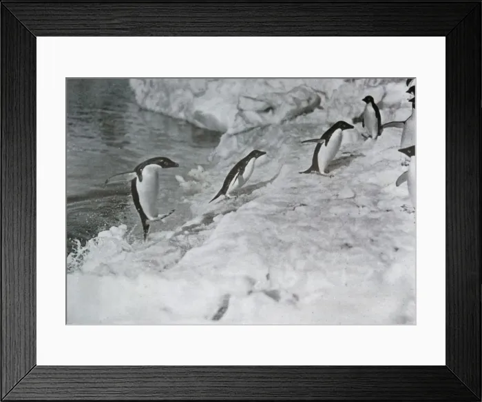 Framed Print : Penguins Jumping On to The Ice-Foot, c1911, (1913). Artist: G Murray Levick Framed Print : Penguins Jumping On to The Ice-Foot, c1911, (1913). Artist: G Murray Levick