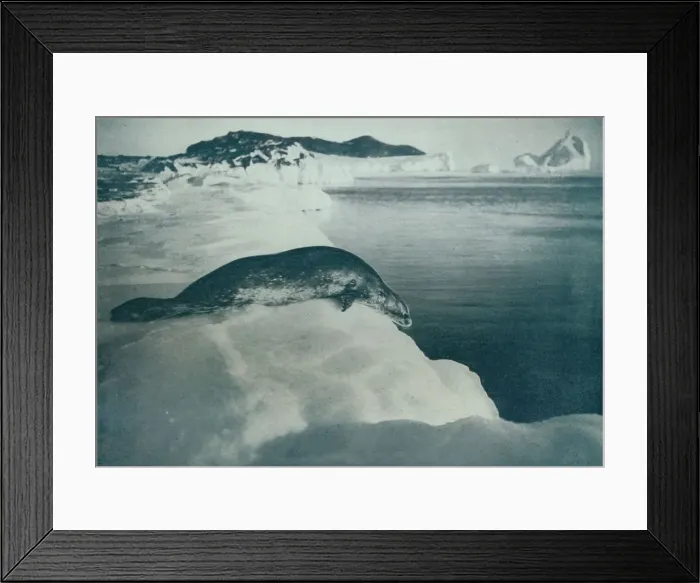Framed Print : A Weddell Seal About To Dive, c1911, (1913). Artist: Herbert Ponting Framed Print : A Weddell Seal About To Dive, c1911, (1913). Artist: Herbert Ponting