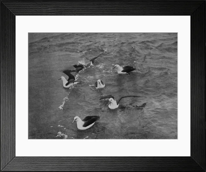Framed Print : Albatrosses Foraging in the Wake of the Terra Nova, c1910-1913, (1913) Framed Print : Albatrosses Foraging in the Wake of the Terra Nova, c1910-1913, (1913)