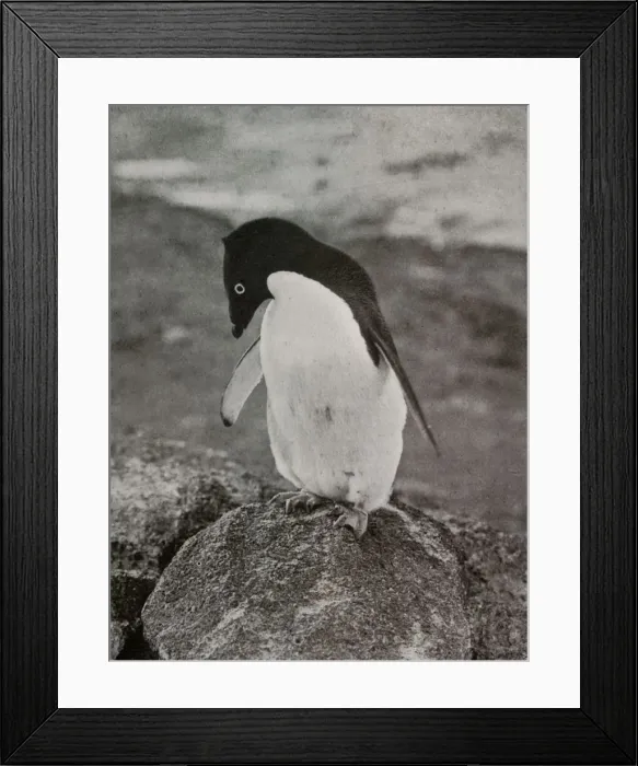 Framed Print : I Don t Care What Becomes Of Me, c1910-1913, (1913). Artist: Herbert Ponting Framed Print : I Don t Care What Becomes Of Me, c1910-1913, (1913). Artist: Herbert Ponting