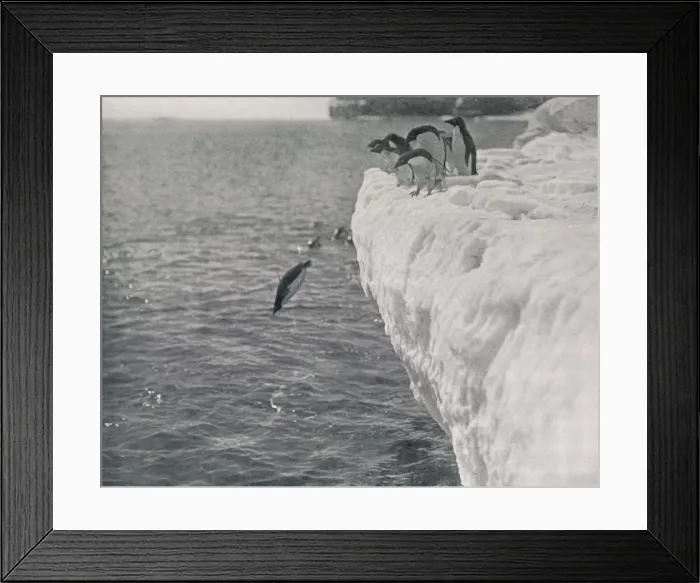 Framed Print : Penguins Diving, c1911, (1913). Artist: Herbert Ponting Framed Print : Penguins Diving, c1911, (1913). Artist: Herbert Ponting