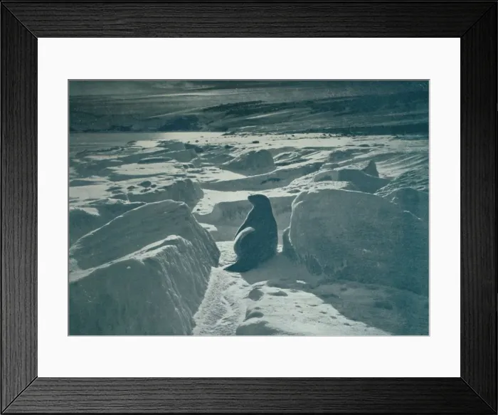 Framed Print : A Weddell Seal On The Beach, c1911, (1913). Artist: Herbert Ponting Framed Print : A Weddell Seal On The Beach, c1911, (1913). Artist: Herbert Ponting