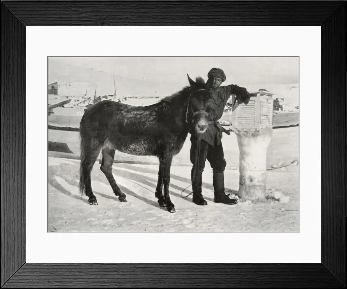 Framed Print : Gran With Mule Lal Khan, c1911, (1913). Artist: Frank Debenham Framed Print : Gran With Mule Lal Khan, c1911, (1913). Artist: Frank Debenham