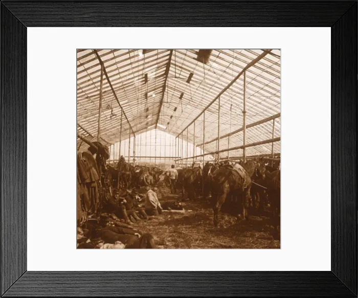 Framed Print : Artillery horses, c1914-c1918 Framed Print : Artillery horses, c1914-c1918