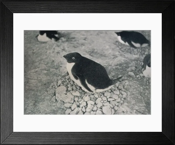 Framed Print : This Penguin Has An Industrious Mate, c1911, (1913). Artist: Herbert Ponting Framed Print : This Penguin Has An Industrious Mate, c1911, (1913). Artist: Herbert Ponting