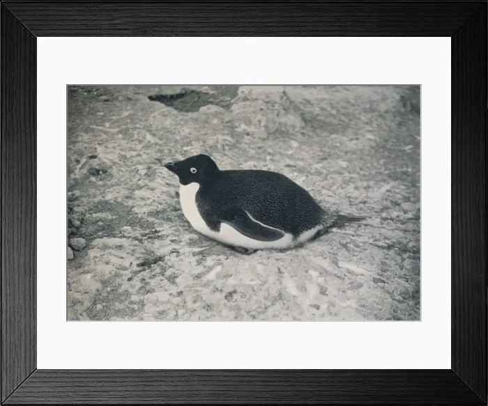 Framed Print : This One Hasn t. c1911, (1913). Artist: Herbert Ponting Framed Print : This One Hasn t. c1911, (1913). Artist: Herbert Ponting
