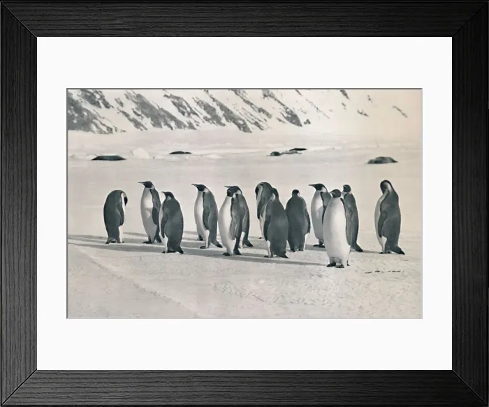 Framed Print : Emperor Penguins, 1911, (1913). Artist: Frank Debenham Framed Print : Emperor Penguins, 1911, (1913). Artist: Frank Debenham