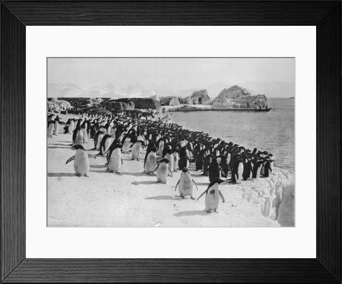 Framed Print : Penguins Promenade, c1911, (1913). Artist: G Murray Levick Framed Print : Penguins Promenade, c1911, (1913). Artist: G Murray Levick