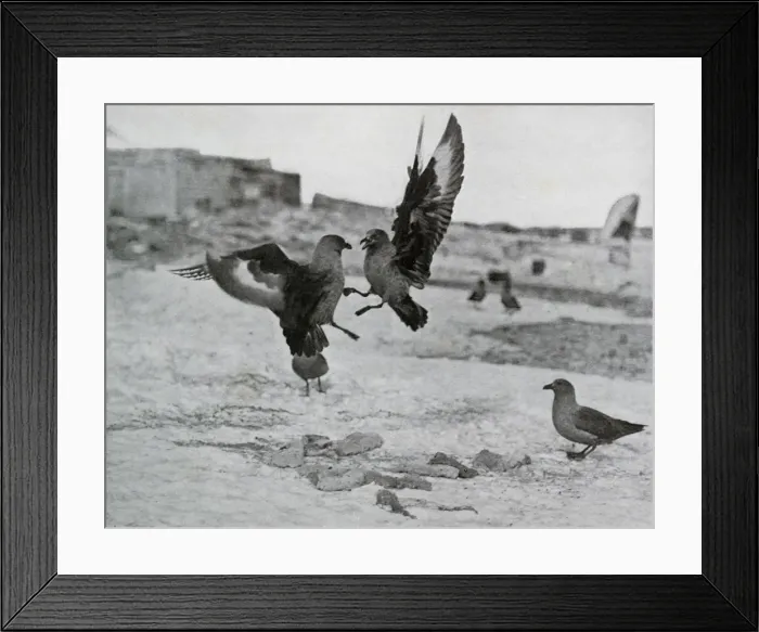Framed Print : Skua Gulls Fighting Over Some Blubber, 1911, (1913). Artist: G Murray Levick Framed Print : Skua Gulls Fighting Over Some Blubber, 1911, (1913). Artist: G Murray Levick