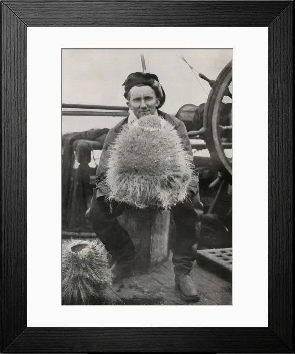 Framed Print : D. G. Lillie, with Some of the Siliceous Sponges, c1911, (1913). Artist: Herbert Ponting Framed Print : D. G. Lillie, with Some of the Siliceous Sponges, c1911, (1913). Artist: Herbert Ponting